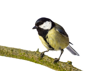 Obraz na płótnie Canvas Perched great tit from the front looking left on white