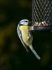 Blue tit eating peanuts from a bird feeder with dark background