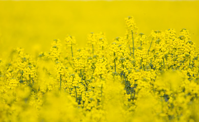 flowering barbarea vulgaris - Rape flower.