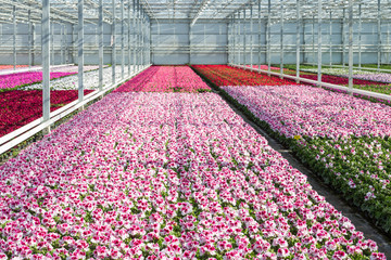 Cultivation white and purple geraniums in a Dutch Greenhouse