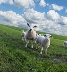 Obraz premium Sheeps on a meadow