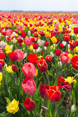 Field of multicolered tulip