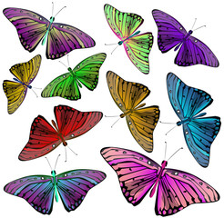 Collection of color butterflies