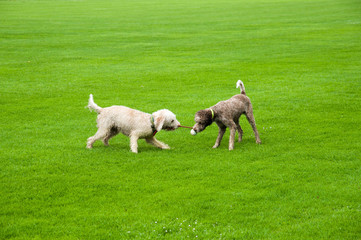 Fototapeta premium Zwei Hunde spielen auf Wiese mit Ball