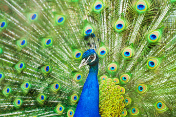 Fototapeta na wymiar Close up of peacock