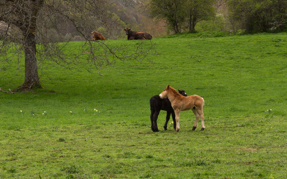 Paisaje Monta&ntilde;oso con Potros y Vacas