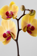 Yellow orchid.