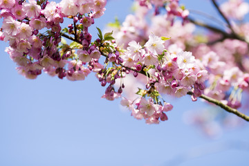 Sakura. Tree cherry on the garden.