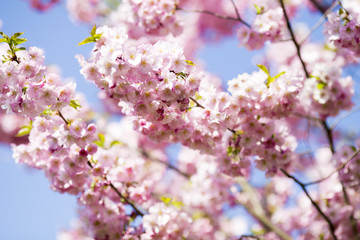 Fototapeta na wymiar Sakura. Tree cherry on the garden.