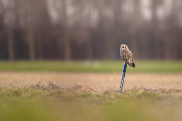 Obraz premium Short-eared owl (Asio flammeus) perching on a pole.