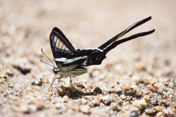 Butterfly. Photo was taken at a wildlife sanctuary in Thailand.