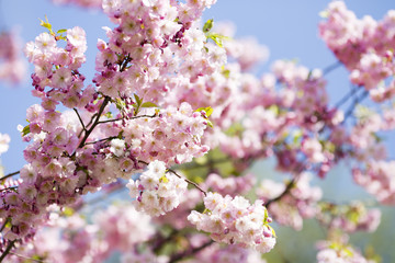 Naklejka premium Sakura. Tree cherry on the garden.