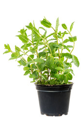 Fresh Mint plant in a flower pot