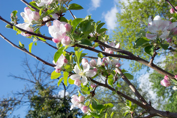 Apple tree / Apple tree blossom at springtime