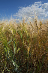 field of ripe cereals