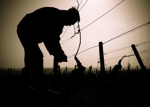 Dans les vignes