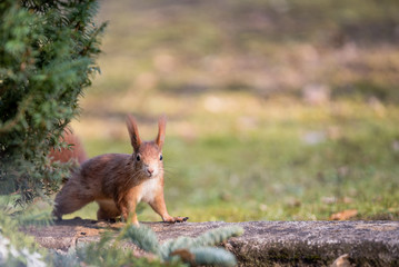 Eichhörnchen auf Mauer