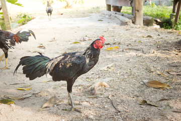 Beautiful Rooster (Male Chicken)