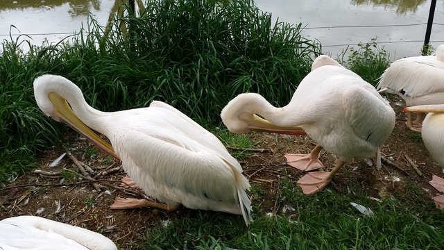 P&eacute;licans la t&ecirc;te basse