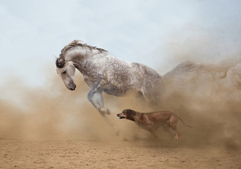  Lusitanian horse