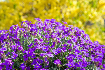 blue cushions flowers / blue cushions flowers in a garden