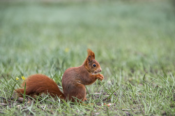 Eichhörnchen im Gras