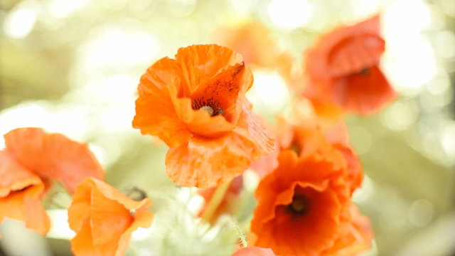 Poppies red golden blow