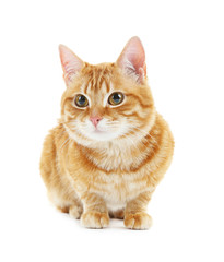 Portrait of red cat isolated on white