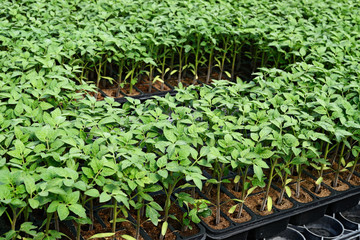 piantine di pomodoro in vivaio