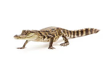 Zelfklevend Fotobehang Krokodil Baby crocodile walking forward