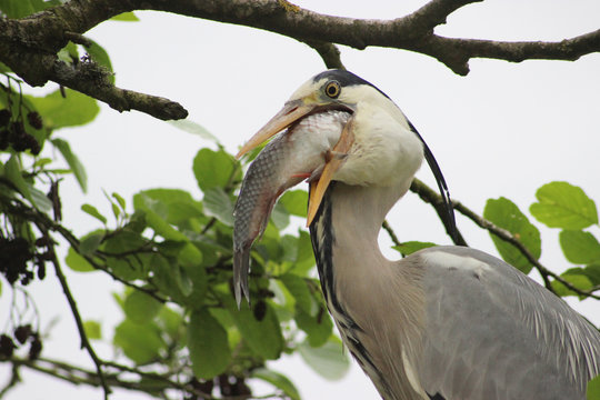 H&eacute;ron cendr&eacute; qui avale un poisson