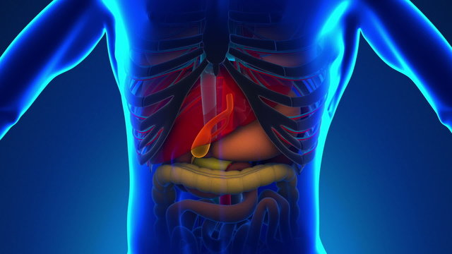 Anatomy of Human Gallbladder - Medical X-Ray Scan