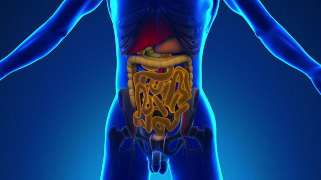 Anatomy of Human Intestine - Medical X-Ray Scan