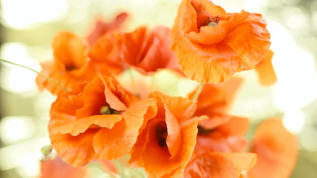 Poppies red golden wind