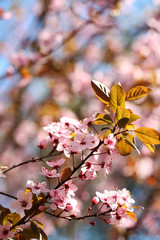 Cherry blossoms over blurred nature background, close up