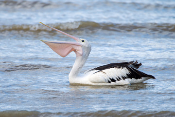 Australian Pelican Swimming in Ocean