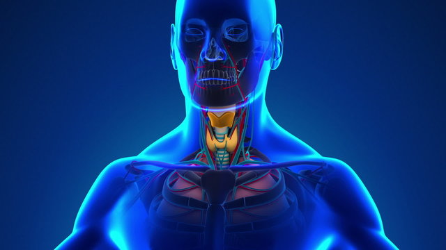 Anatomy of Human Larynx - Medical X-Ray Scan
