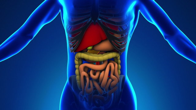 Anatomy of Human Pancreas - Medical X-Ray Scan