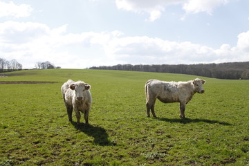Vaches dans un champs en Bourgogne