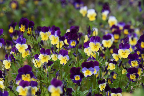 "campo di fiori viole violette" Stock photo and royalty ...