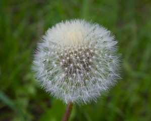 Fluffy white dandelion closeup