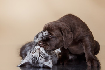 Plakaty  Szczeniak i kociak Labrador rasy Maine Coon