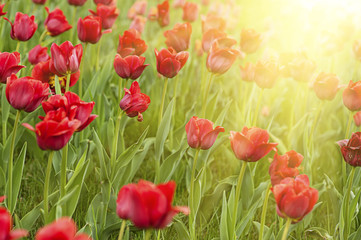 Obraz premium Red beautiful tulips