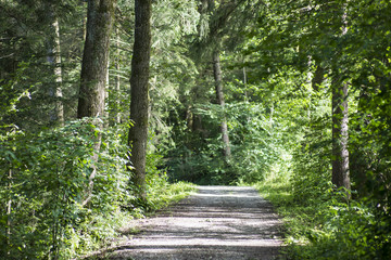 Obraz premium Waldweg