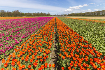 multicolor tulip bulb farm at lisse, keukenhof, netherlands