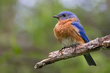 Eastern Bluebird