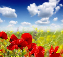 Fototapeta na wymiar red poppy and wild flowers