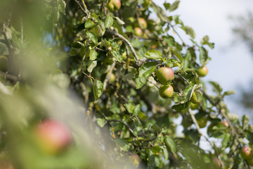 Apfelbaum
