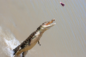 Fototapeta premium Crocodile jumping to catch a piece of meat
