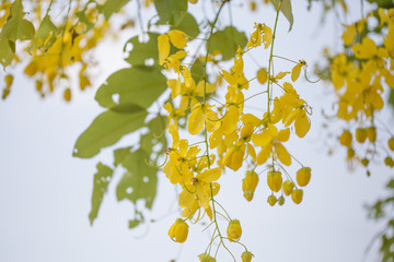 Yellow Flower Background
